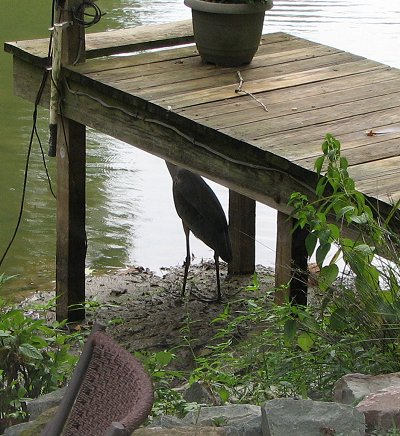 heron fishing under dock